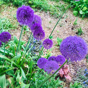 Meet your Posher, Maira